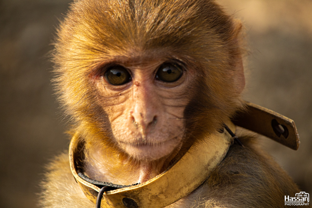 Monkey Posing For Camera