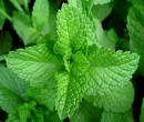 Mint (Podina)