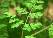 What Is Moringa