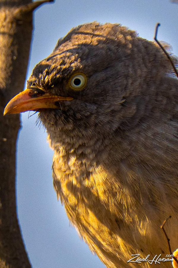 Jungle Babbler (Argya striata)