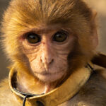 Monkey Posing For Camera
