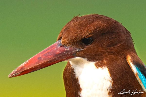 Pakistani Kingfisher