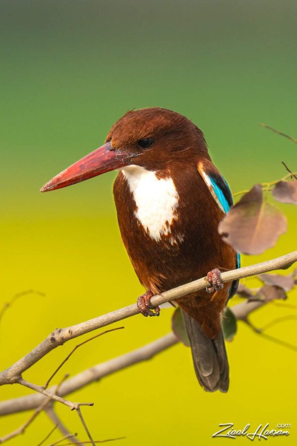 Pakistani Kingfisher