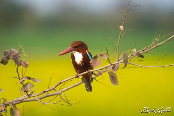 Pakistani Kingfisher