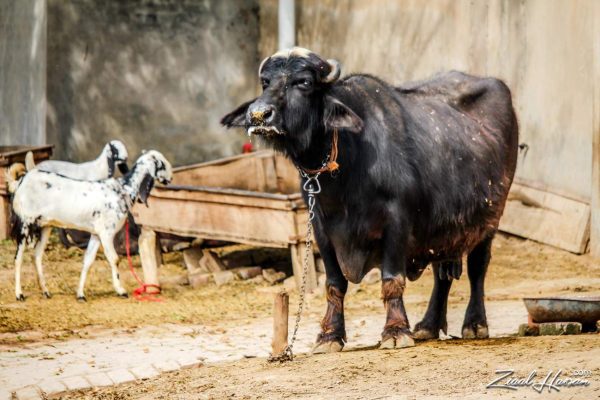 The Heartland's Anchor