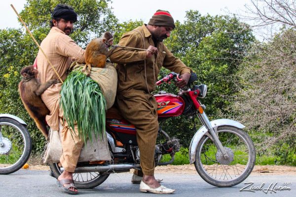 The Traveling Menagerie